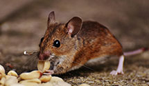 24 Hour & Emergency Exterminators in Raven Run, PA